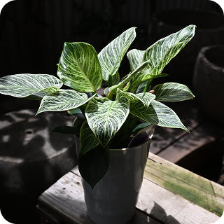 PLANTS